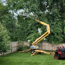 Trusted Barron, WI Tree Care Experts