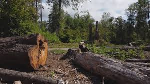 How Our Tree Care Process Works  in  Barron, WI