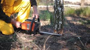 Best Stump Grinding and Removal  in Barron, WI