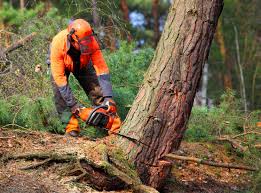 Best Arborist Consultation Services  in Barron, WI