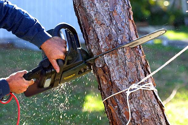 Best Pest Control for Lawns  in Barron, WI